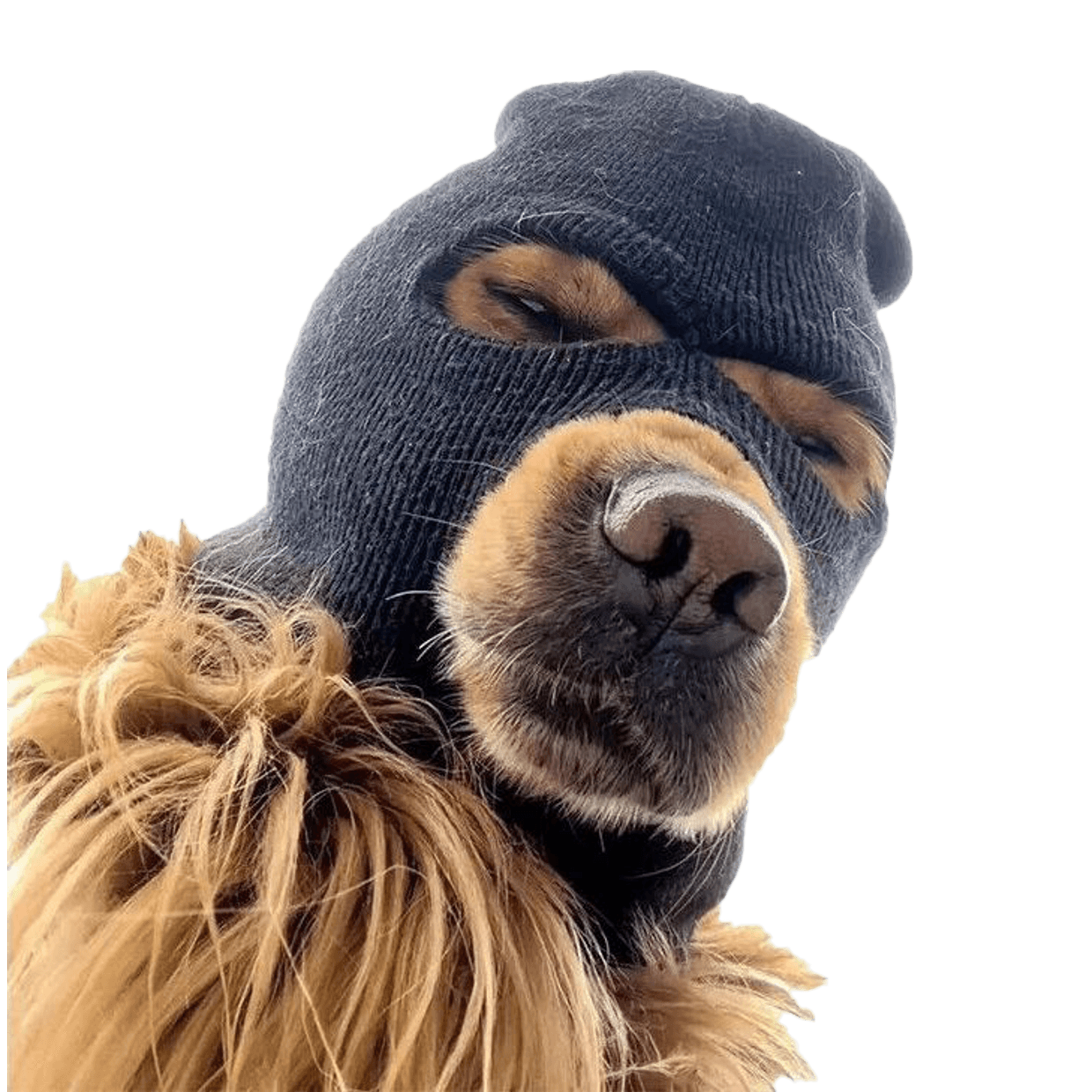 Ski Mask Dog wearing a knitted ski mask