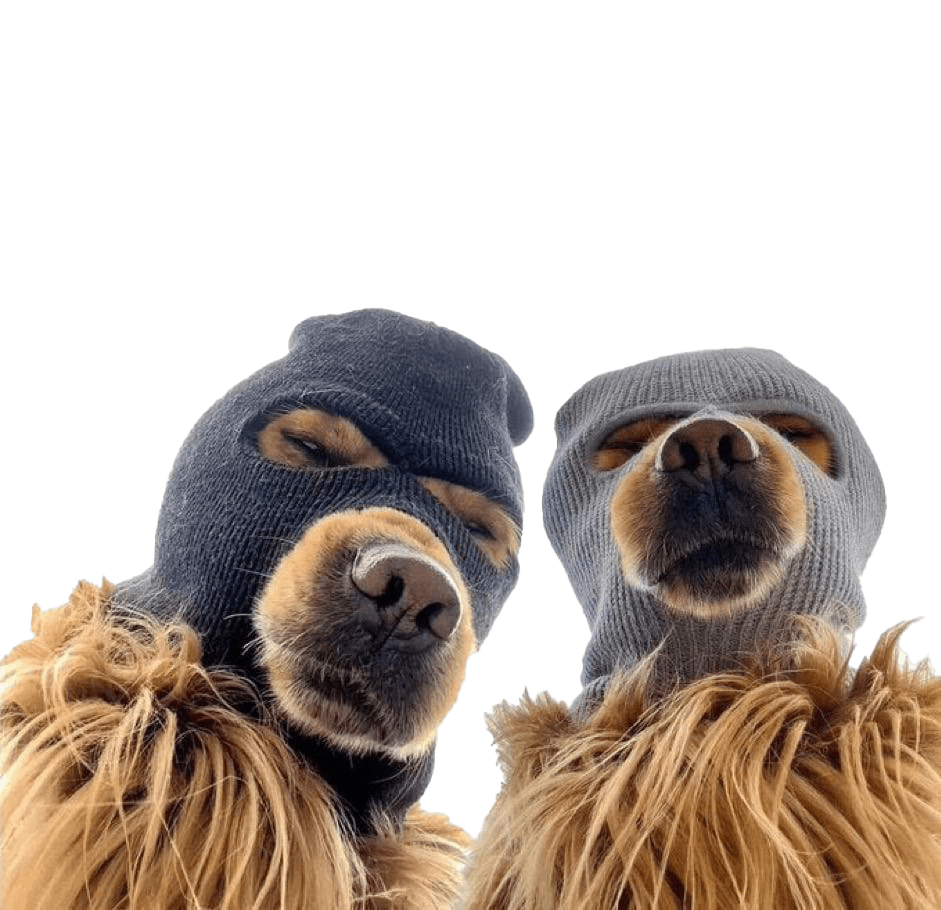 Two Ski Mask Dogs peeking over the live market card